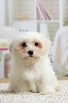 Tulear: 80194450 Dog - Coton de Tulear puppy Jean-Michel