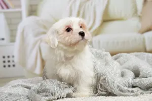 Tulear: 80194451 Dog - Coton de Tulear puppy Jean-Michel