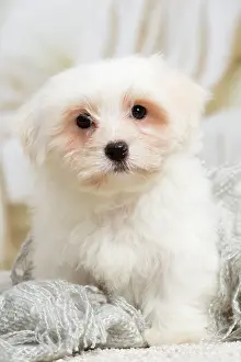 Tulear: 80194452 Dog - Coton de Tulear puppy Jean-Michel