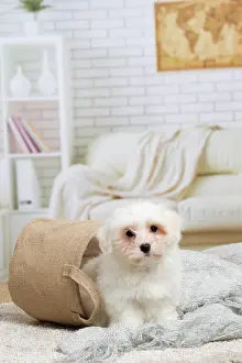Tulear: 80194453 Dog - Coton de Tulear puppy Jean-Michel
