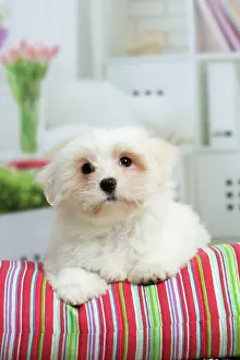Tulear: 80194454 Dog - Coton de Tulear puppy Jean-Michel