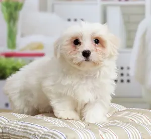Tulear: 80194455 Dog - Coton de Tulear puppy Jean-Michel