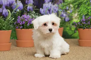 Tulear: 80194456 Dog - Coton de Tulear puppy Jean-Michel