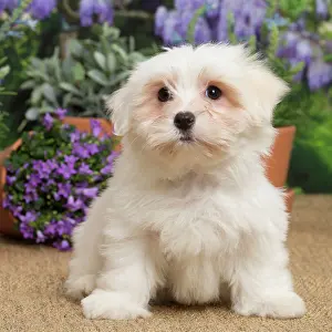 Tulear: 80194457 Dog - Coton de Tulear puppy Jean-Michel