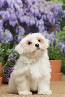 Tulear: 80194458 Dog - Coton de Tulear puppy Jean-Michel
