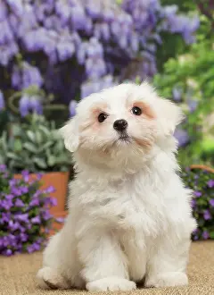 Tulear: 80194459 Dog - Coton de Tulear puppy Jean-Michel