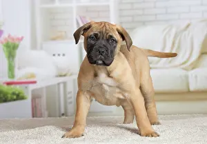 Bullmastiff: 80194461 Dog - Bullmastiff puppy Jean-Michel Labat