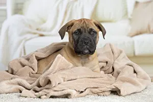 Chien: 80194462 Dog - Bullmastiff Jean-Michel Labat All
