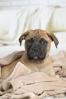 Chien: 80194463 Dog - Bullmastiff puppy Jean-Michel Labat