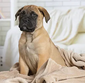 Chien: 80194464 Dog - Bullmastiff puppy Jean-Michel Labat