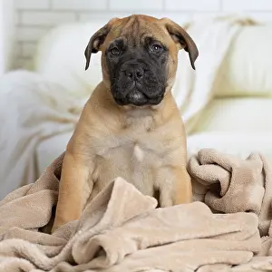 Chien: 80194465 Dog - Bullmastiff puppy Jean-Michel Labat