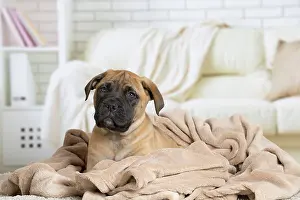 Chien: 80194466 Dog - Bullmastiff puppy Jean-Michel Labat