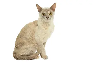 Burmese: 80194477 Cat - Burmese Jean-Michel Labat All images