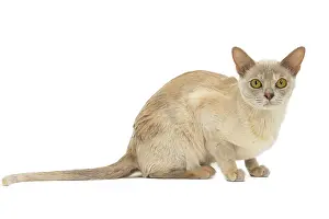 Burmese: 80194478 Cat - Burmese Jean-Michel Labat All images