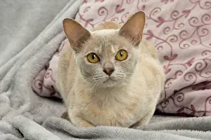 Burmese: 80194479 Cat - Burmese Jean-Michel Labat All images