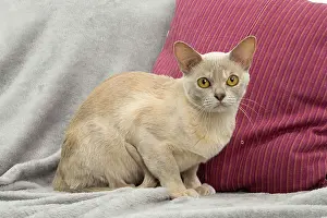 Burmese: 80194480 Cat - Burmese Jean-Michel Labat All images