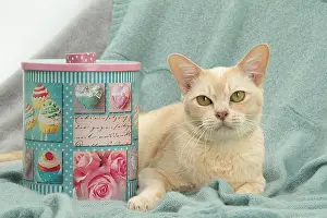 Burmese: 80194481 Cat - Burmese Jean-Michel Labat All images