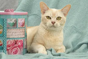 Burmese: 80194482 Cat - Burmese Jean-Michel Labat All images