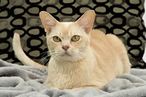 Burmese: 80194483 Cat - Burmese Jean-Michel Labat All images