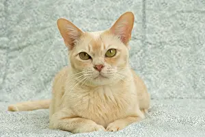 Burmese: 80194484 Cat - Burmese Jean-Michel Labat All images