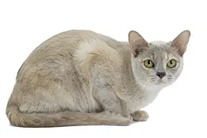 Burmese: 80194485 Cat - Burmese Jean-Michel Labat All images