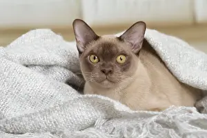 Burmese: 80194519 Cat - Burmese Jean-Michel Labat All images