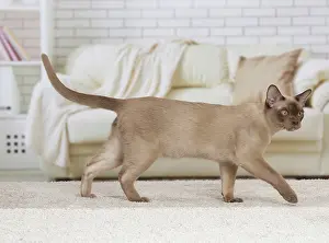 Burmese: 80194523 Cat - Burmese Jean-Michel Labat All images