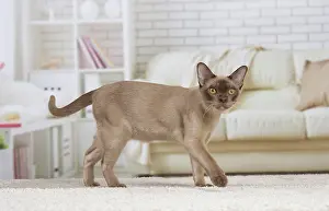 Burmese: 80194524 Cat - Burmese Jean-Michel Labat All images