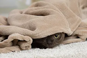 Burmese: 80194527 Cat - Burmese Jean-Michel Labat All images