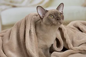Burmese: 80194528 Cat - Burmese Jean-Michel Labat All images