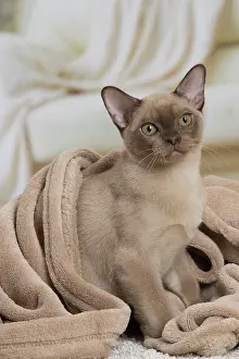 Burmese: 80194529 Cat - Burmese Jean-Michel Labat All images