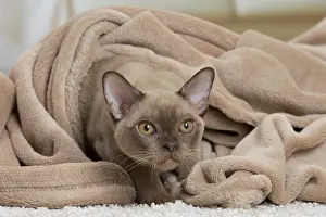 Burmese: 80194530 Cat - Burmese Jean-Michel Labat All images