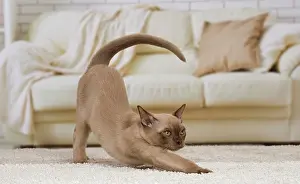 Burmese: 80194531 Cat - Burmese Jean-Michel Labat All images