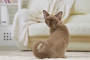 Burmese: 80194532 Cat - Burmese Jean-Michel Labat All images