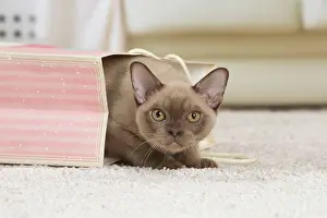 Burmese: 80194534 Cat - Burmese Jean-Michel Labat All images