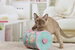 Burmese: 80194537 Cat - Burmese Jean-Michel Labat All images