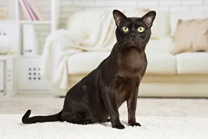 Burmese: 80194539 Cat - Burmese Jean-Michel Labat All images