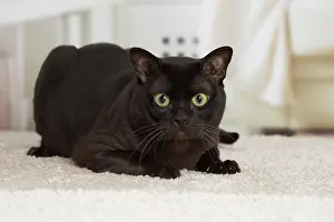 Burmese: 80194542 Cat - Burmese Jean-Michel Labat All images