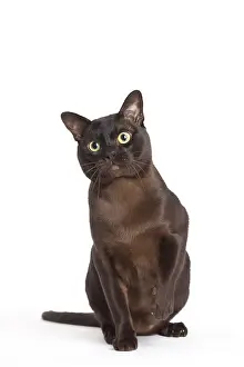 Burmese: 80194544 Cat - Burmese Jean-Michel Labat All images