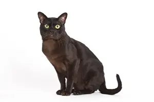 Burmese: 80194545 Cat - Burmese Jean-Michel Labat All images
