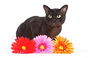 Burmese: 80194546 Cat - Burmese Jean-Michel Labat All images