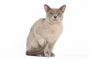 Burmese: 80194548 Cat - Burmese Jean-Michel Labat All images