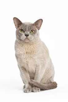 Burmese: 80194549 Cat - Burmese Jean-Michel Labat All images