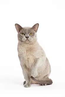Burmese: 80194550 Cat - Burmese Jean-Michel Labat All images