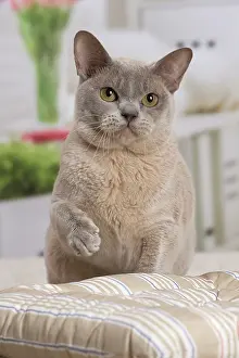 Burmese: 80194551 Cat - Burmese Jean-Michel Labat All images