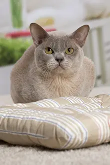 Burmese: 80194552 Cat - Burmese Jean-Michel Labat All images