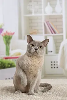 Burmese: 80194553 Cat - Burmese Jean-Michel Labat All images