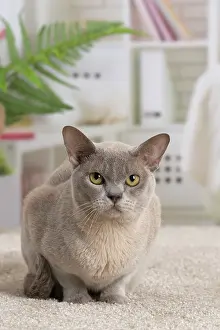 Burmese: 80194554 Cat - Burmese Jean-Michel Labat All images