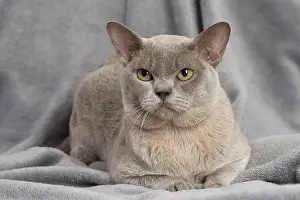 Burmese: 80194555 Cat - Burmese Jean-Michel Labat All images