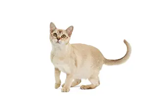 Burmilla: 80194557 Cat - Burmilla Jean-Michel Labat All images